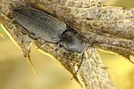 dicronychus-equisetioides-foto-krejcik