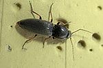 dicronychus-rubripes-foto-keresztes