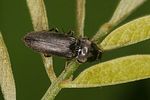 dicronychus-rubripes2-foto-altmann