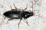 dicronychus-rubripes2-foto-keresztes