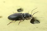dicronychus-rubripes2-foto-keresztez