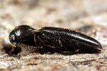 dirhagus-lepidus-male-foto-koehler