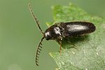 dirhagus-lepidus-male2-foto-koehler