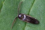 dirrhagus-pygmaeus-male-foto-swadzba