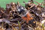 drasterius-bimaculatus-foto-weidlich