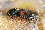 drasterius-bimaculatus2-foto-keresztez