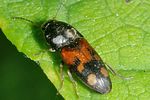 drasterius-bimaculatus3-foto-keresztes