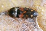 drasterius-bimaculatus3-foto-keresztez