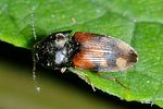 drasterius-bimaculatus4-foto-keresztes