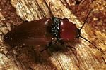elater-ferrugineus-male-foto-polacek