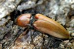 elater-ferrugineus2-foto-rose
