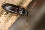 epiphanis-cornutus2-foto-koehler