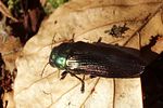 eurythyrea-austriaca2-foto-martinez
