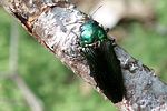 eurythyrea-austriaca5-foto-martinez