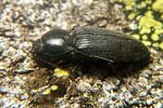 fleutiauxillus-maritimus-foto-koehler