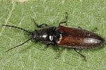 hemicrepidius-niger-braun-foto-altmann
