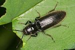 hemicrepidius-niger-foto-altmann
