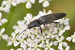 hemicrepidius-niger-foto-fgrose