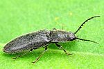 hemicrepidius-niger2-foto-fgrose