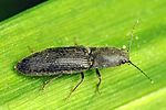 hemicrepidius-niger3-foto-fgrose