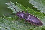 hemicrepidius-niger3-foto-rindlisbacher