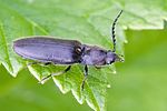 hemicrepidius-niger4-foto-rindlisbacher