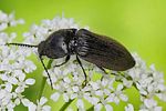 hemicrepidius-niger5-foto-rindlisbacher