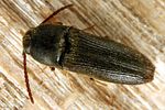 hylis-cariniceps2-foto-koehler