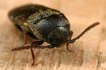 hylis-cariniceps3-foto-koehler