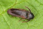 hylis-foveicollis-foto-altmann