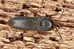 hylis-foveicollis2-foto-altmann