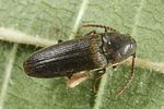 hylis-foveicollis2-foto-altmann_2