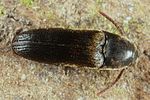 hylis-foveicollis4-foto-altmann