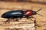 ischnodes-sanguinicollis-foto-koehler