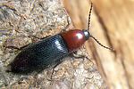 ischnodes-sanguinicollis2-foto-koehler