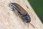 isorhipis-marmottani3-foto-weidlich