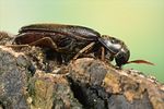 isorhipis-melasoides-female2-foto-koehler