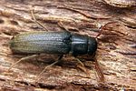 isorhipis-melasoides-foto-koehler