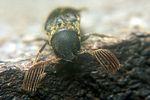 isorhipis-melasoides2-foto-koehler