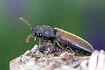 isorhipis-melasoides2-foto-weidlich