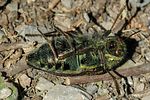 julodis-andreae-foto-fransen