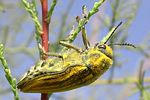 julodis-andreae-mandli-foto-katschak