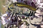 julodis-andreae-mandli2-foto-katschak