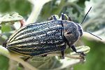 julodis-andreae-sovitzi-foto-dvorak