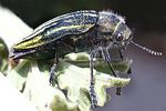 julodis-andreae-sovitzi2-foto-dvorak