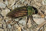 julodis-andreae2-foto-fransen