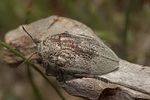 julodis-armeniaca2-foto-krueger