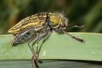 julodis-ehrenbergi-foto-rodenkirchen