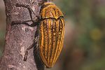 julodis-ehrenbergi3-foto-rodenkirchen