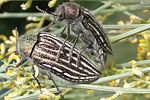 julodis-onopordi-sommeri-paar-foto-martinez